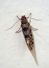 Parochmastis hilderi