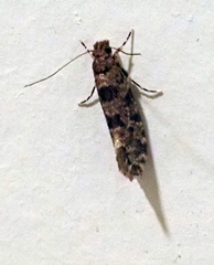 Parochmastis hilderi