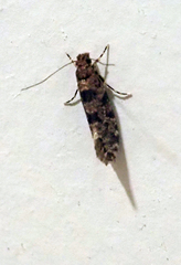 Parochmastis hilderi