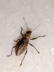 Naupactus versatilis