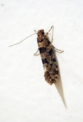 Parochmastis hilderi