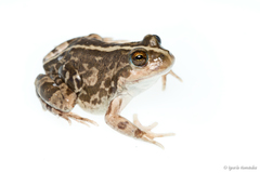 Pleurodema bufoninum