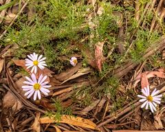 Brachyscome multifida