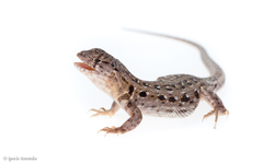 Liolaemus grosseorum