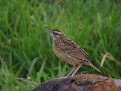 Eastern Meadowlark photo 5