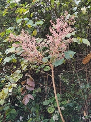 Aralia chinensis