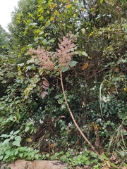 Aralia chinensis