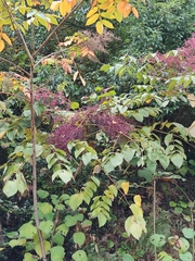 Aralia decaisneana