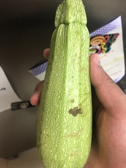 Cucurbita maxima maxima