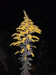 Solidago canadensis