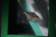 Oxydia scriptipennaria