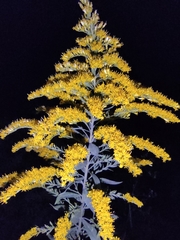 Solidago canadensis