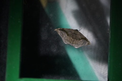 Oxydia scriptipennaria