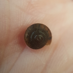Cryptomastix germana
