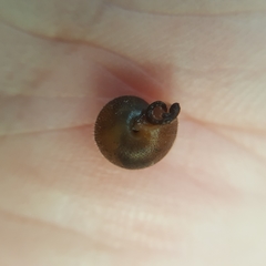 Cryptomastix germana
