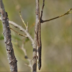 Anolis poncensis