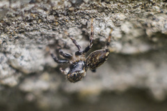 Maratus griseus