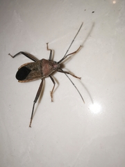 Cloresmini