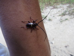 Lissonotus flavocinctus