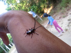 Lissonotus flavocinctus