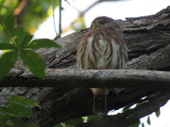 Glaucidium palmarum