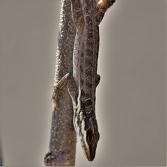 Anolis poncensis