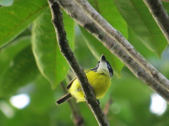 Todirostrum nigriceps