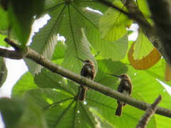 Brachygalba goeringi