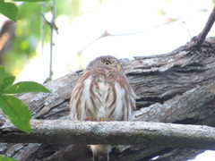 Glaucidium palmarum