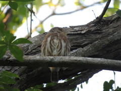 Glaucidium palmarum