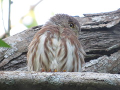 Glaucidium palmarum