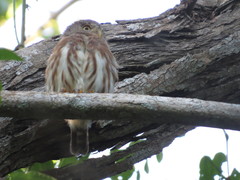 Glaucidium palmarum