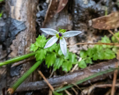 Lobelia pedunculata