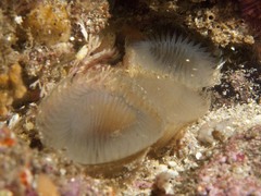 Myxicola
