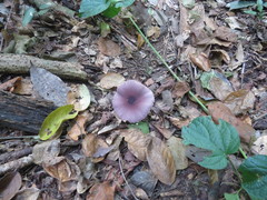 Leucoagaricus lilaceus