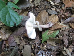 Leucoagaricus lilaceus