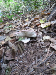 Leucoagaricus lilaceus