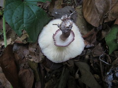 Leucoagaricus lilaceus