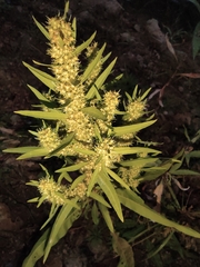 Rumex trisetifer