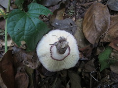Leucoagaricus lilaceus