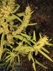 Rumex trisetifer