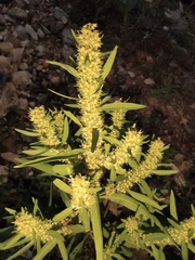 Rumex trisetifer