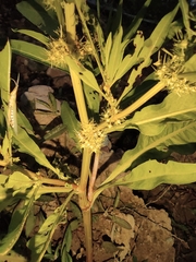 Rumex trisetifer