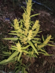Rumex trisetifer