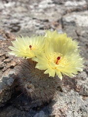 Parodia scopa