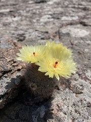 Parodia scopa