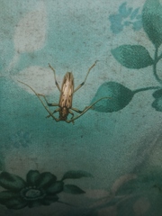 Eburodacrys yolandae