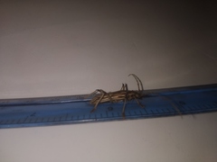 Eburodacrys yolandae