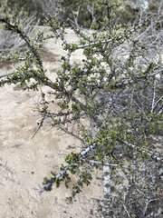 Ceanothus rigidus
