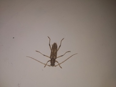 Eburodacrys yolandae